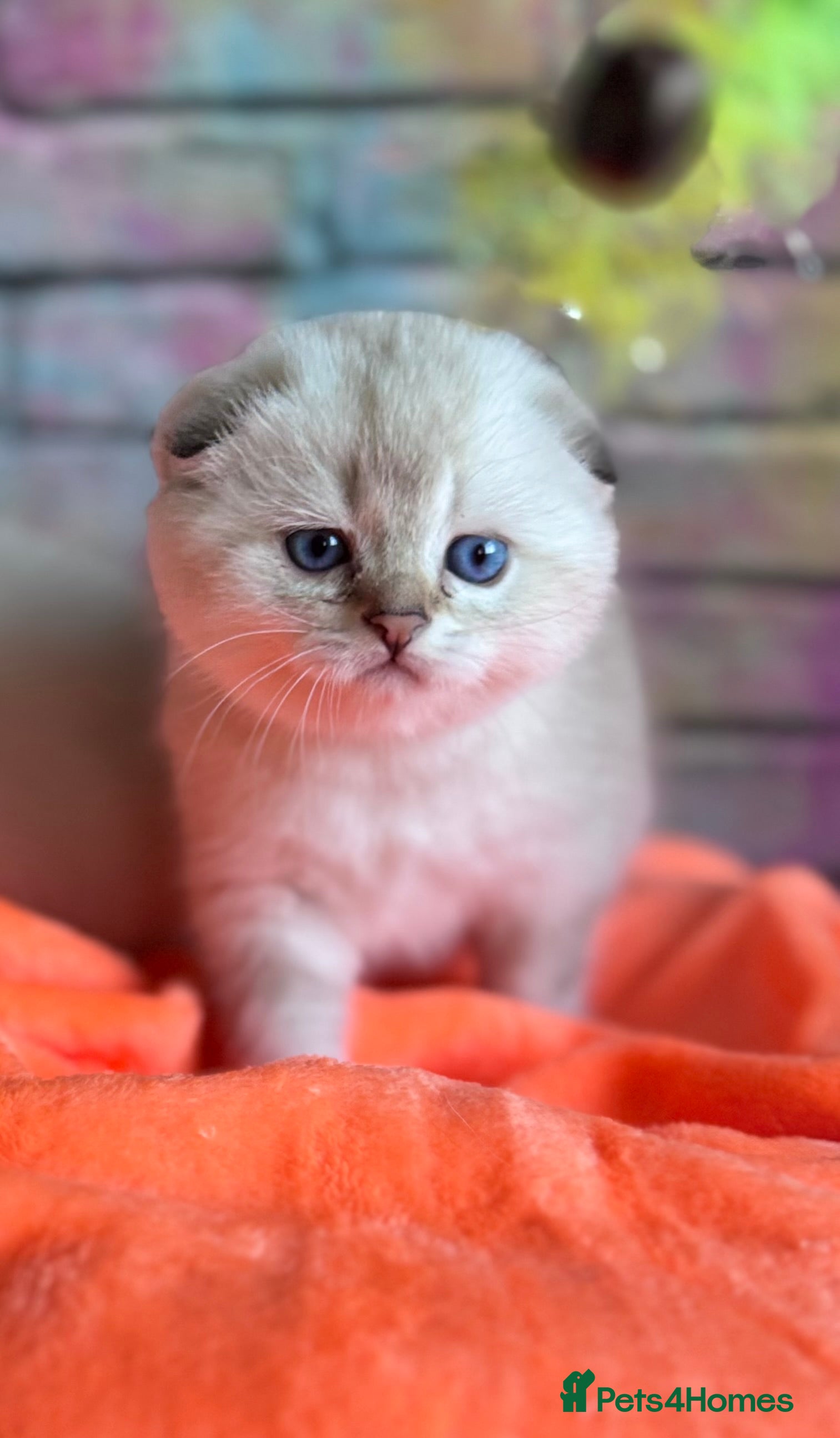 Scottish Fold cats SCOTTISH FOLD KITTENS 😻 - Advert 9