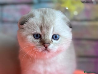 Scottish Fold cats SCOTTISH FOLD KITTENS 😻 - Advert 5