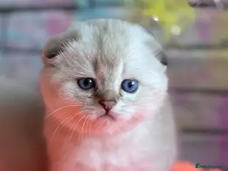 Scottish Fold cats SCOTTISH FOLD KITTENS 😻 - Advert 11