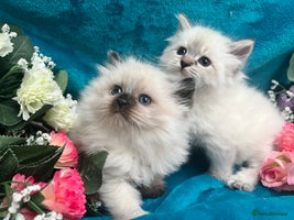 Siberian cats - Advert 5