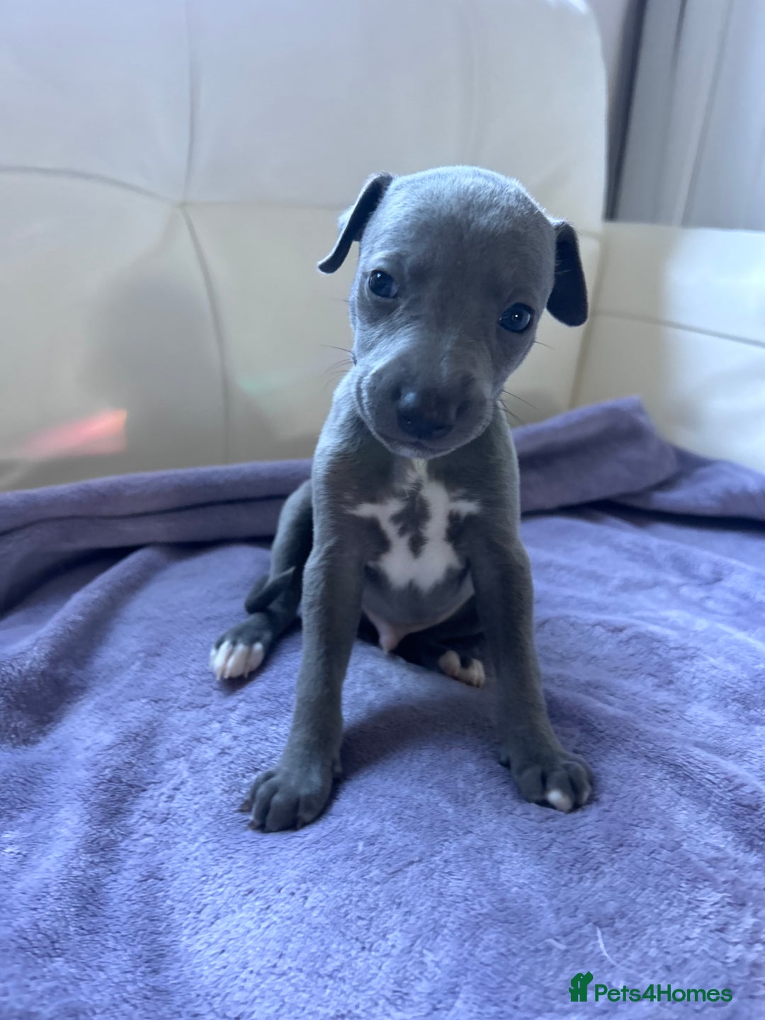 Whippet dogs for sale: Very beautiful whippets puppies  - Image 26