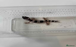 Leopard Gecko reptiles for sale: Leopard Geckos - Image 4