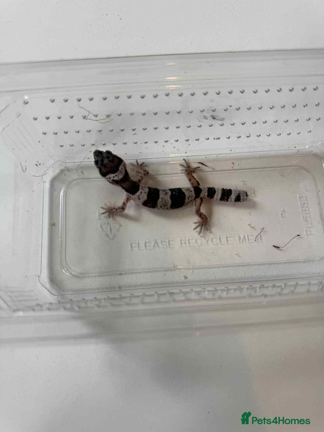 Leopard Gecko reptiles for sale: Leopard Geckos - Image 4