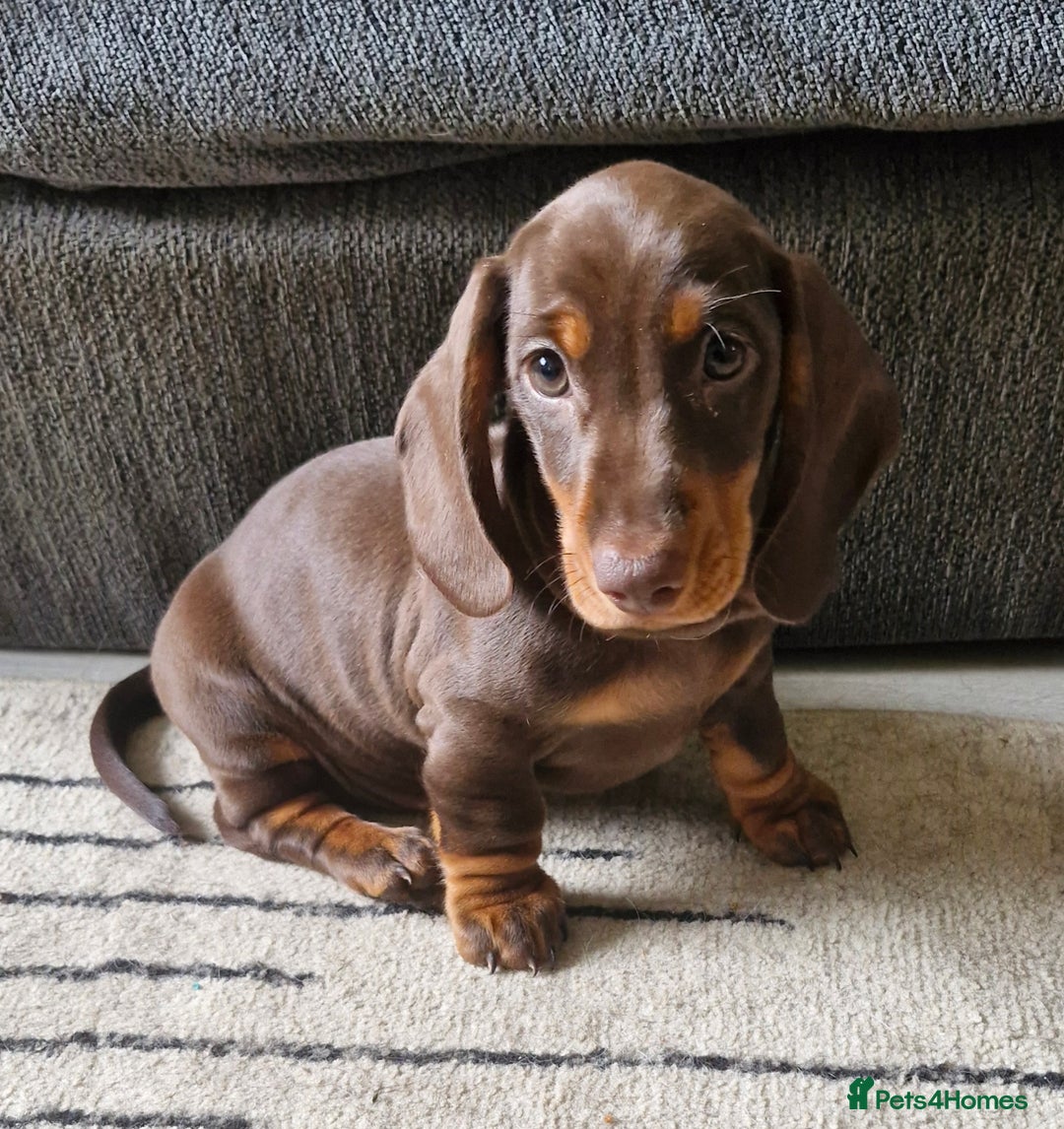 Miniature Dachshund dogs for sale: *READY TO LEAVE 2 LEFT* Miniature Dachshunds in Market Harborough - Image 1