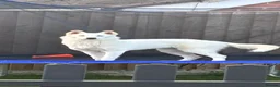 Utonagan dogs for sale: Beautiful pure white husky x malamute  - Advert 3