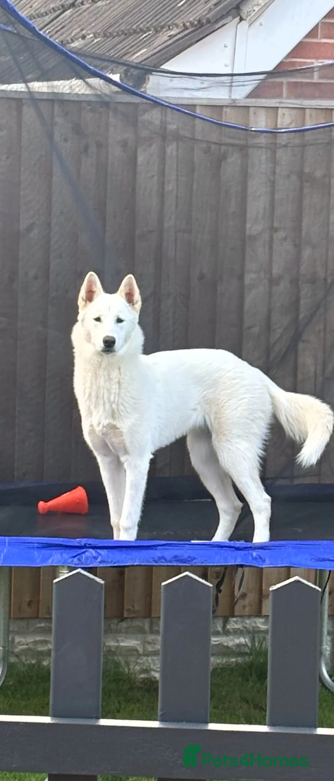 Utonagan dogs for sale: Beautiful pure white husky x malamute  - Advert 3