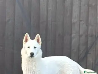 Utonagan dogs Beautiful pure Utonagan - white husky x malamute - Advert 1