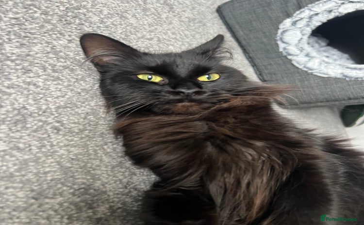 Maine Coon cats - Advert 2