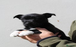 Mixed Breed dogs for sale: Gorgeous CairnJacks - Image 2