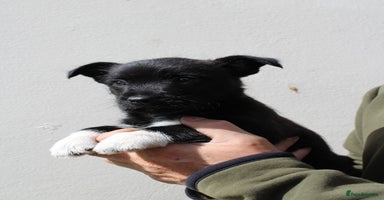Mixed Breed dogs - Advert 13