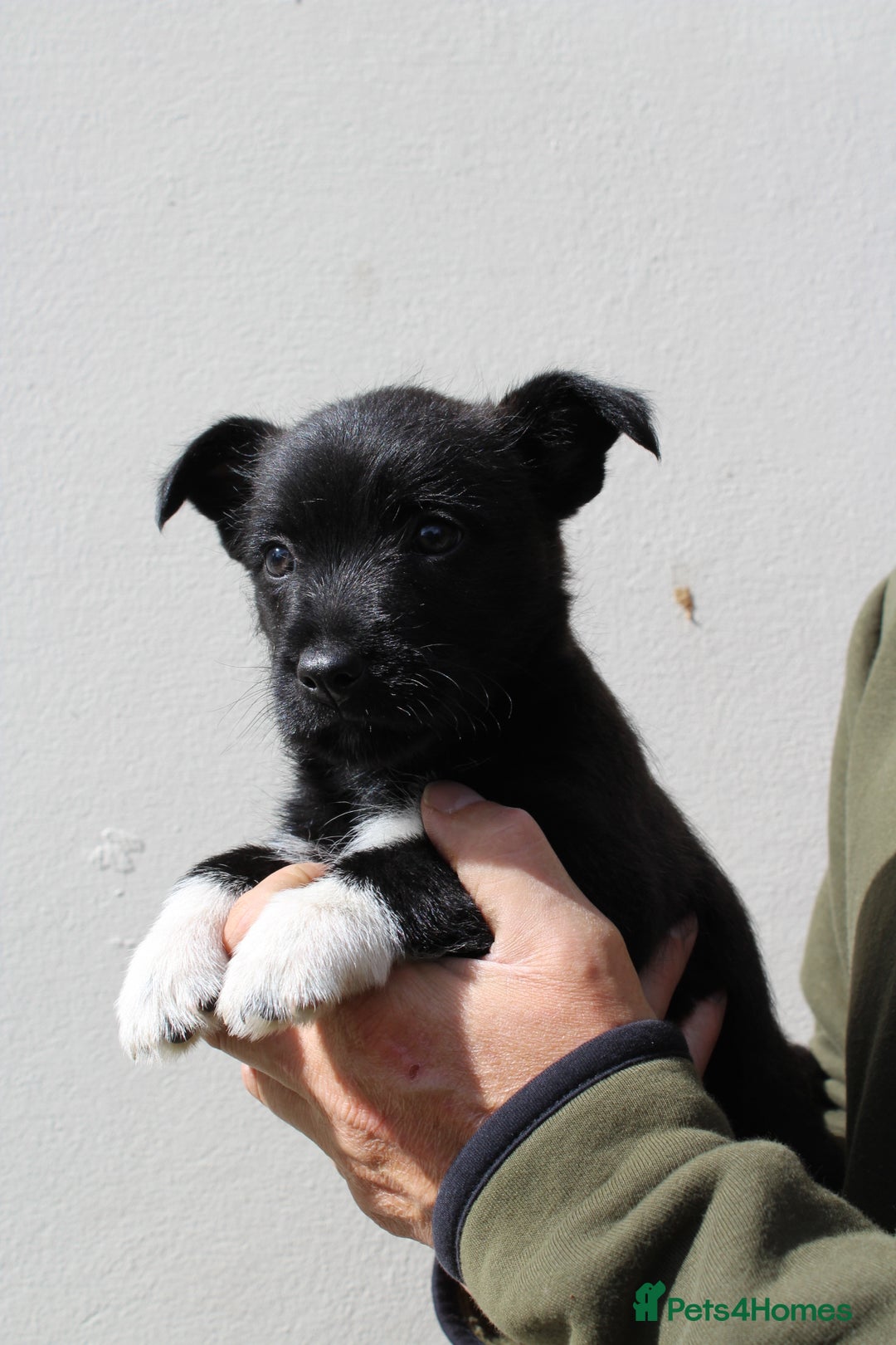 Mixed Breed dogs for sale: Gorgeous CairnJacks - Image 2
