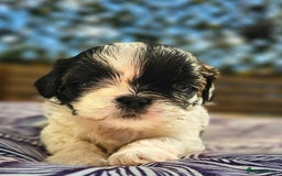 Shih Tzu dogs for sale: Shih Tzu girls–Licensed Breeder–Ready soon  - Image 3