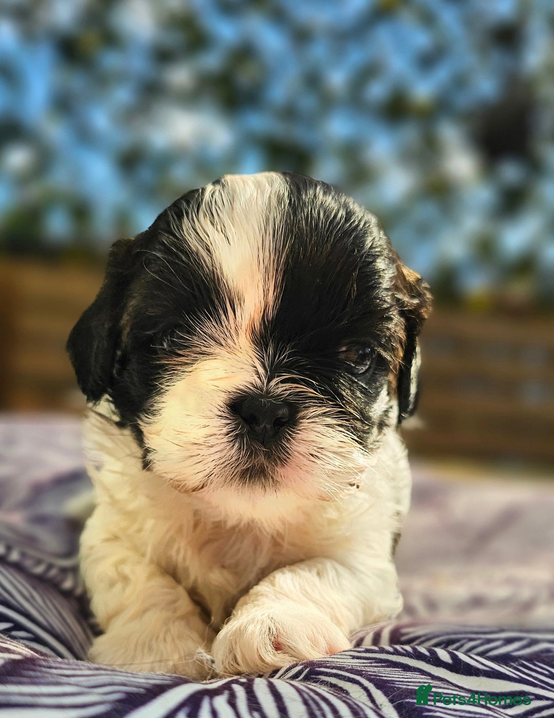Shih Tzu dogs for sale: Shih Tzu girls–Licensed Breeder–Ready soon  - Image 3