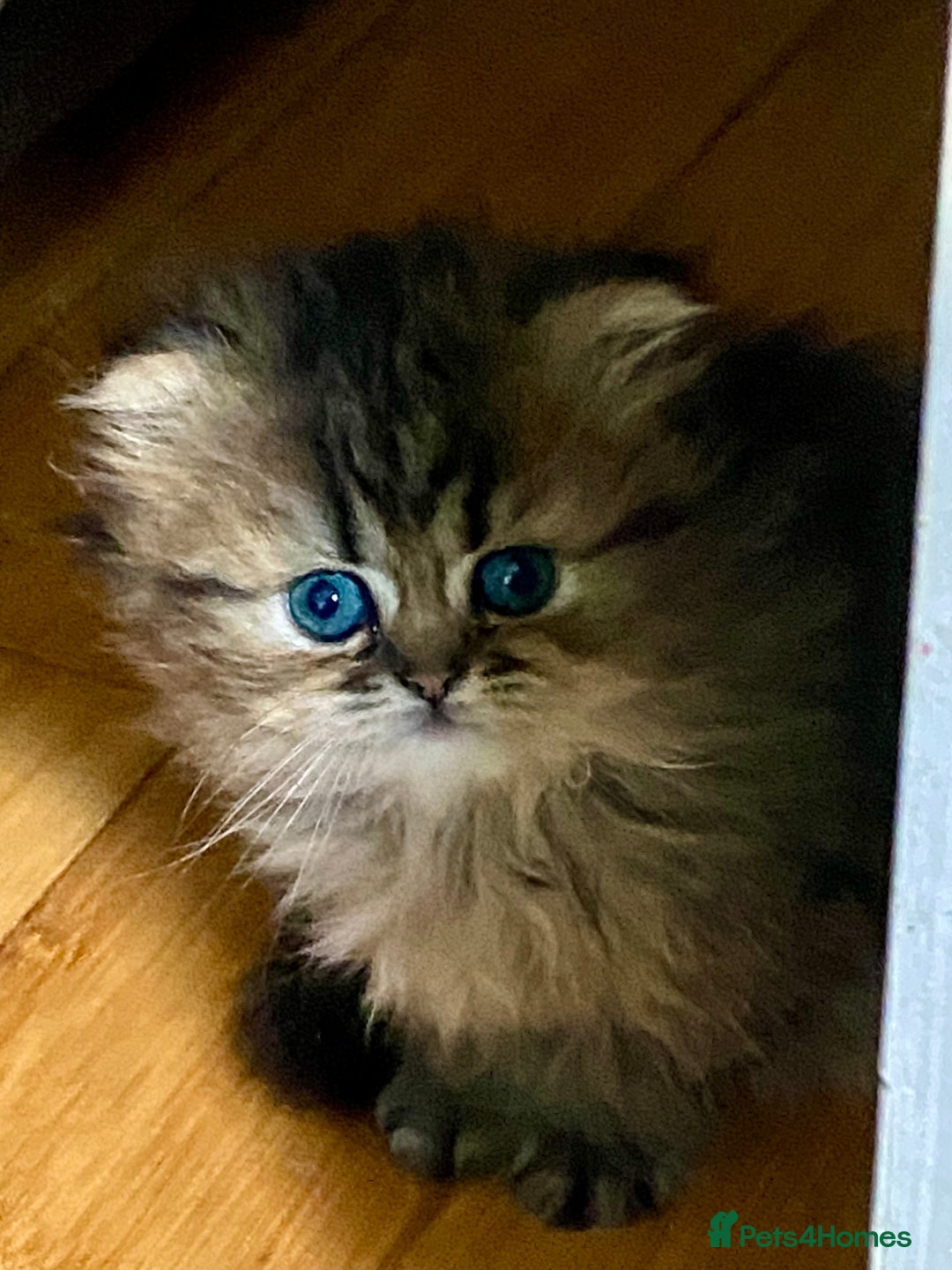 Persian cats for sale: Silver and golden chinchilla Persian kittens - Advert 1