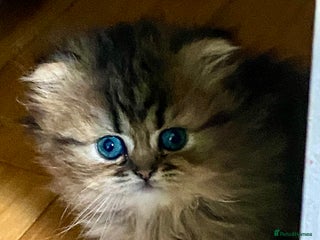 Persian cats Silver and golden chinchilla Persian kittens - Advert 6