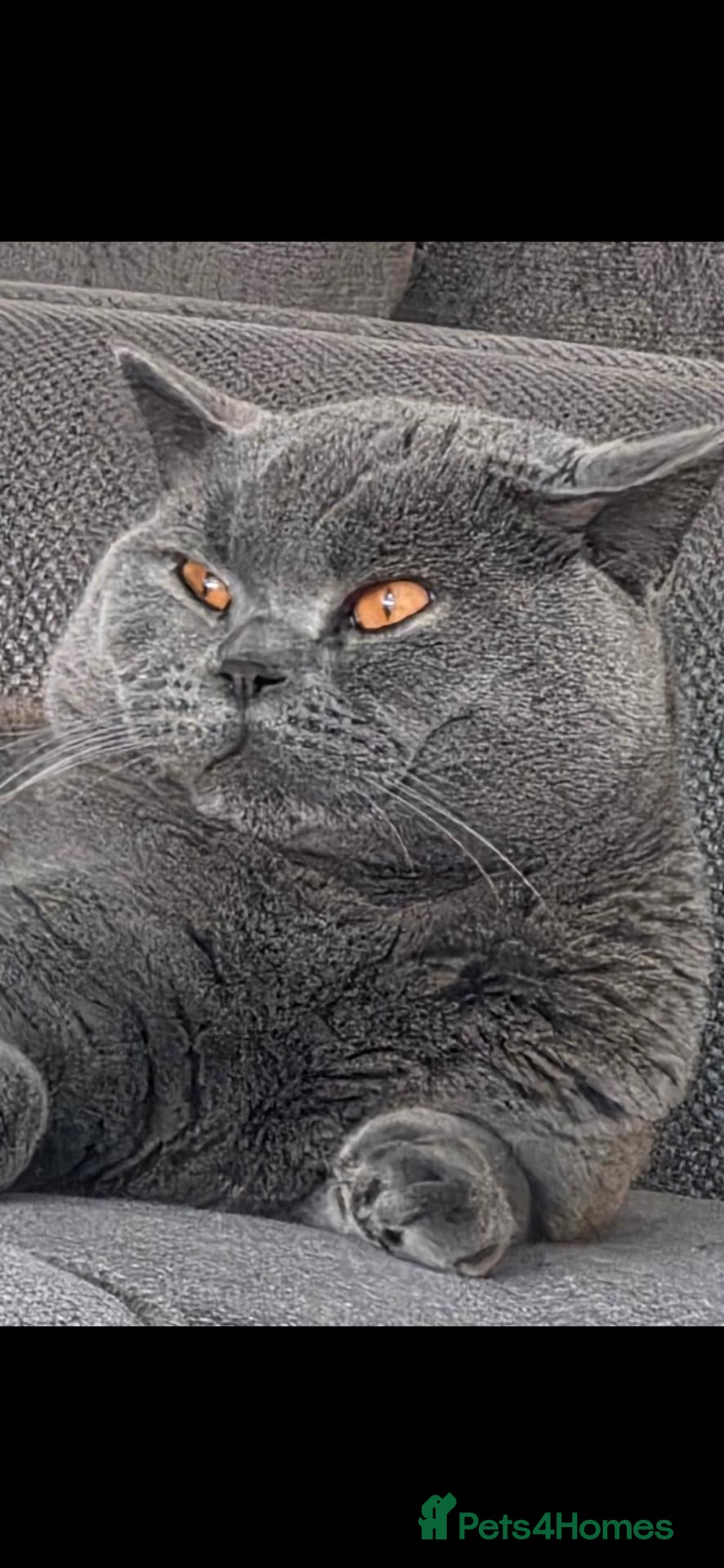 British Shorthair cats for stud: 💙🐾 HANDSOME BRITISH SHORTHAIR STUD AVAILABLE 💙 - Advert 3