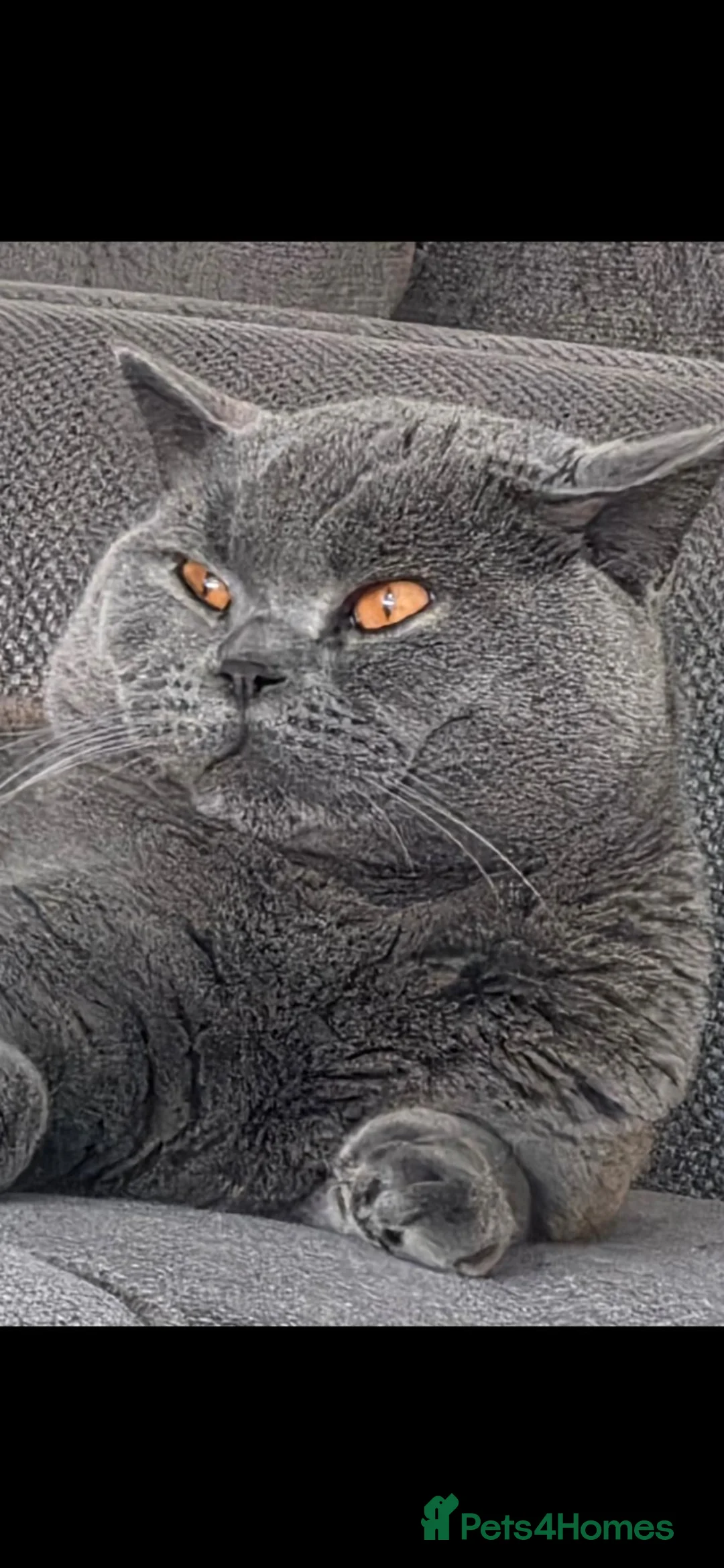 British Shorthair cats for stud: 💙🐾 HANDSOME BRITISH SHORTHAIR STUD AVAILABLE 💙 - Advert 1