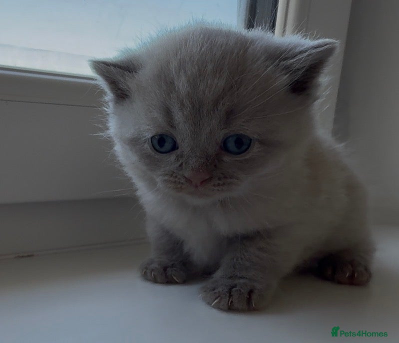 Scottish Fold cats Beautiful scottishfold/Scottish straight kittens🥰 - Advert 1