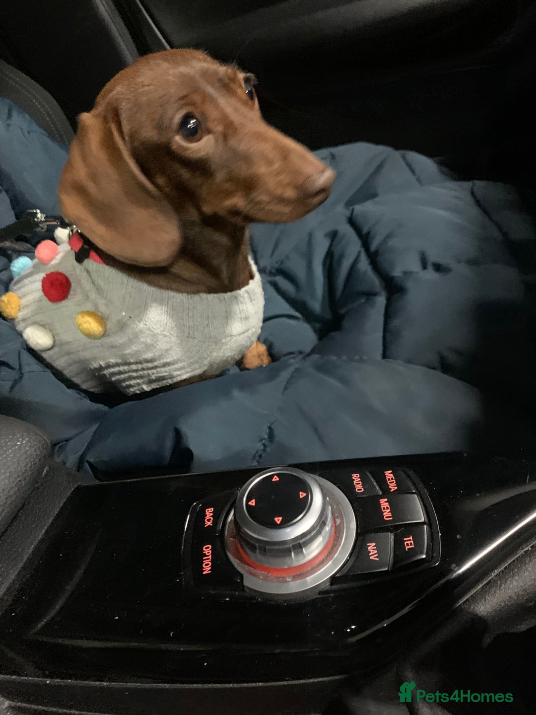 Miniature Dachshund dogs for sale: 2 miniature Dachshunds  - Advert 3