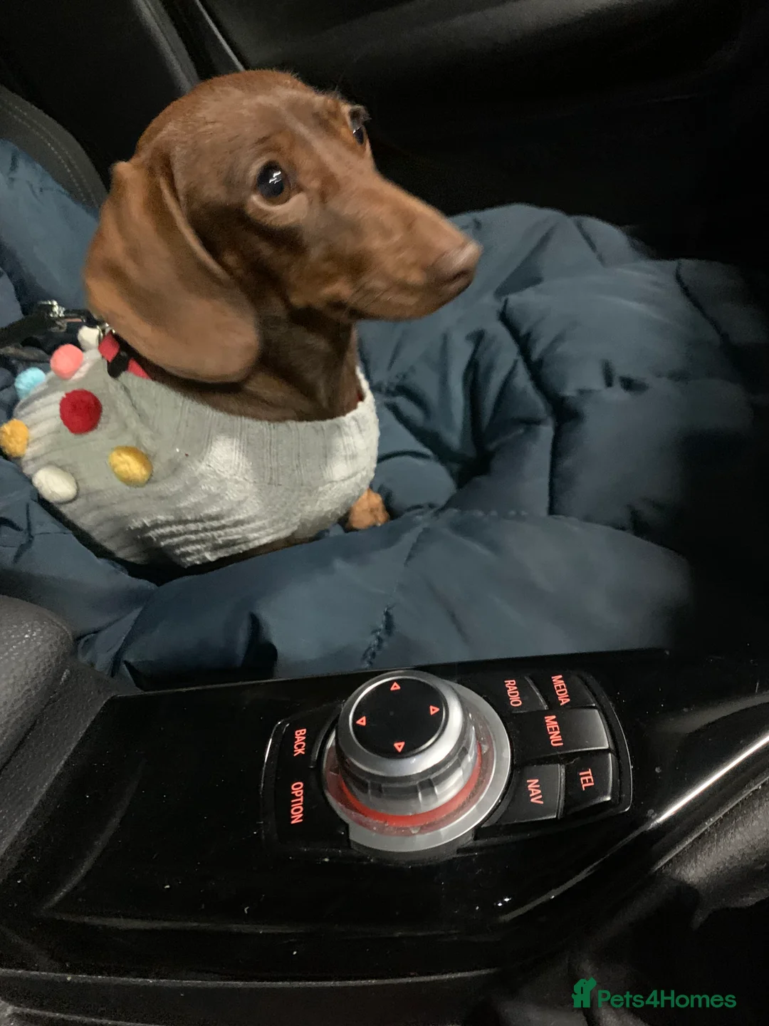 Miniature Dachshund dogs for sale: 2 miniature Dachshunds  - Advert 3