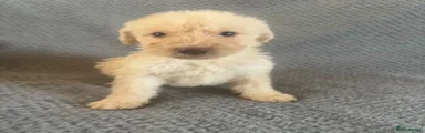 Labradoodle 5