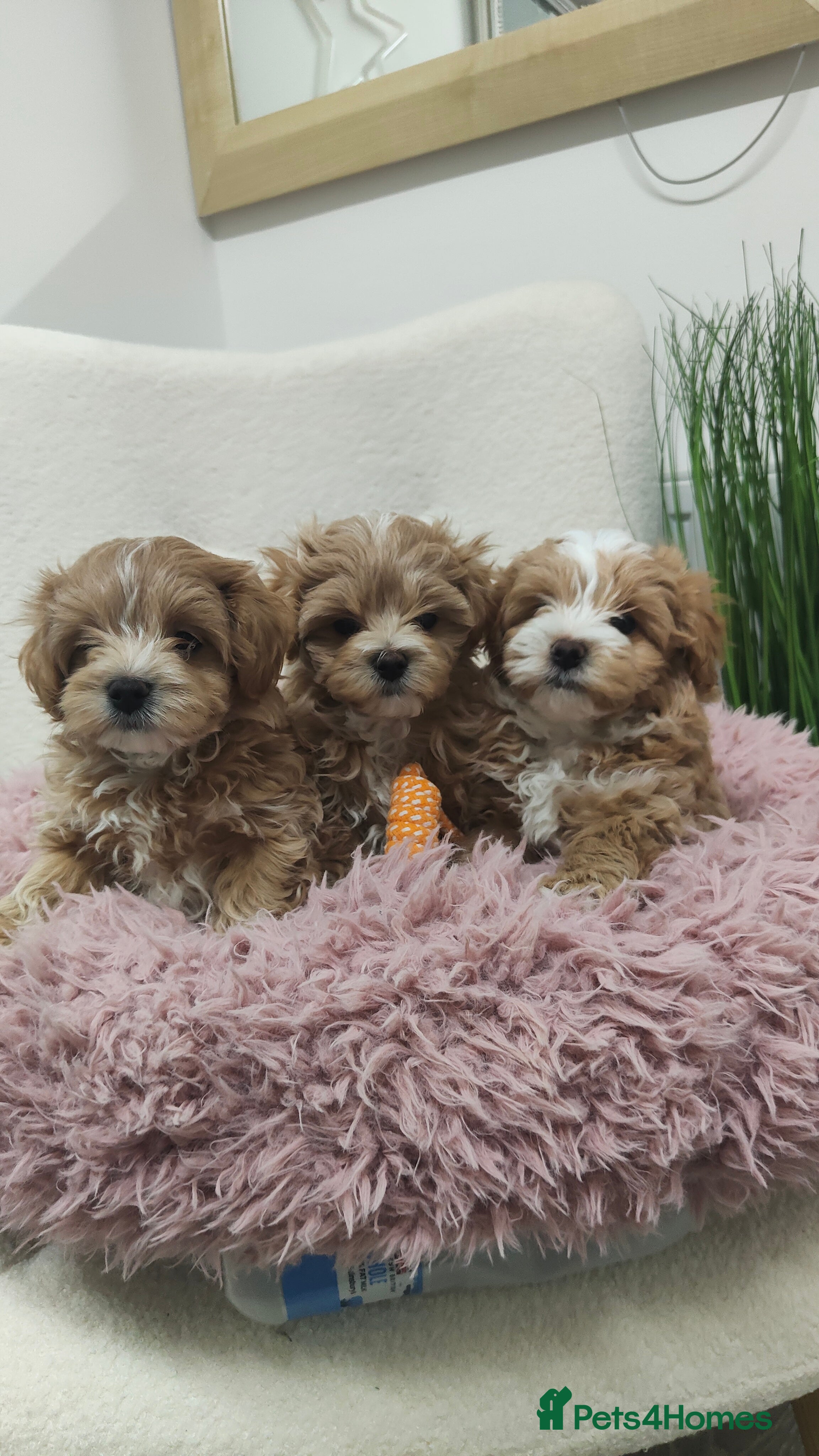 Maltipoo dogs Exclusive F1 Tiny Asian Maltipoo Puppies  - Advert 10