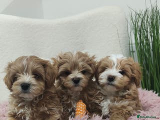 Maltipoo dogs Exclusive F1 Tiny Asian Maltipoo Puppies - Advert 10