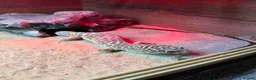 Leopard Gecko reptiles for sale: Leopard gecko stunning with complete setup in Preston - Advert 5