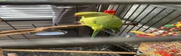 Parakeets birds for sale: 4yr old female semi tame Indian ringneck  - Advert 2