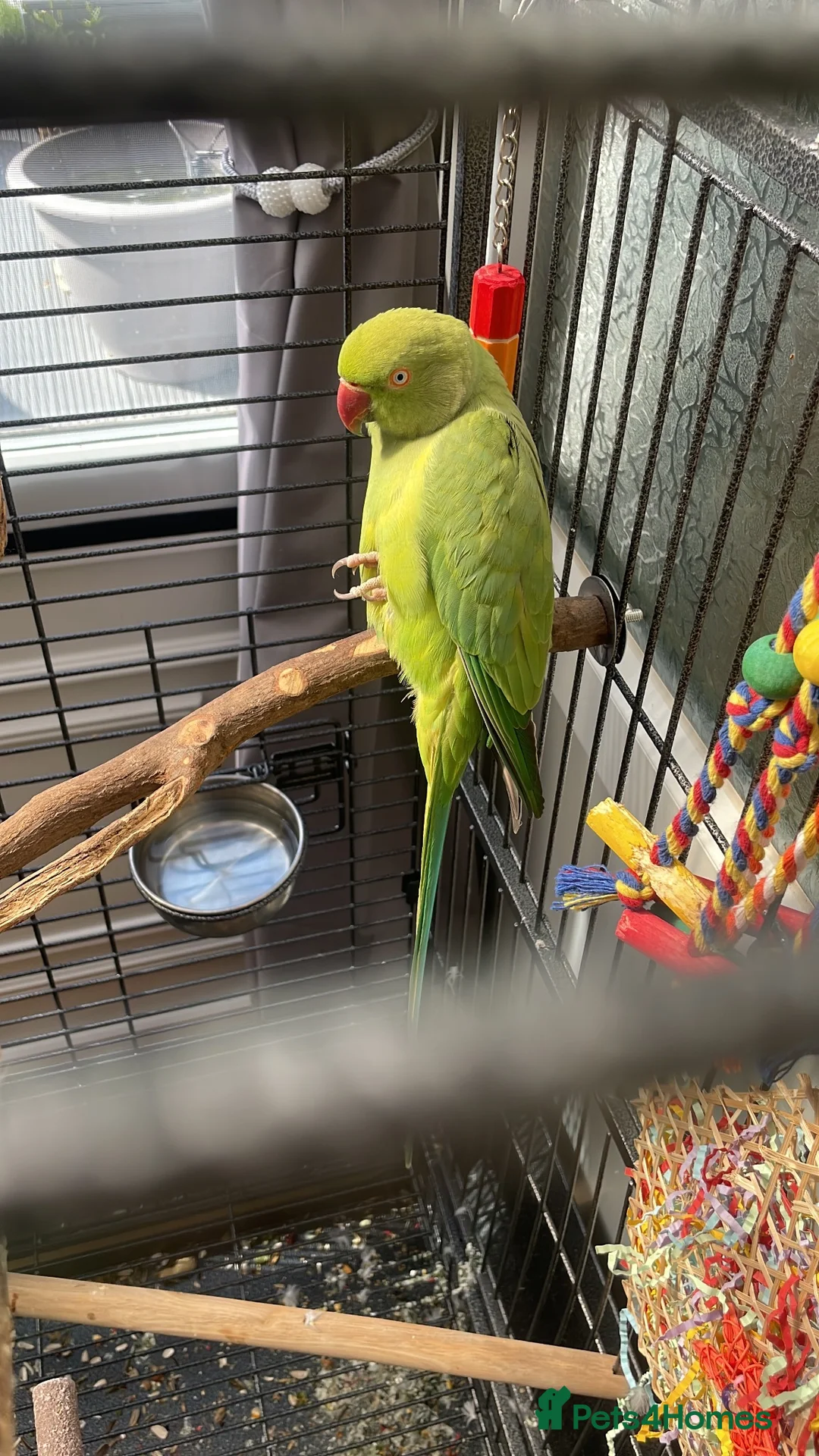 Parakeets birds for sale: 4yr old female semi tame Indian ringneck  - Advert 2