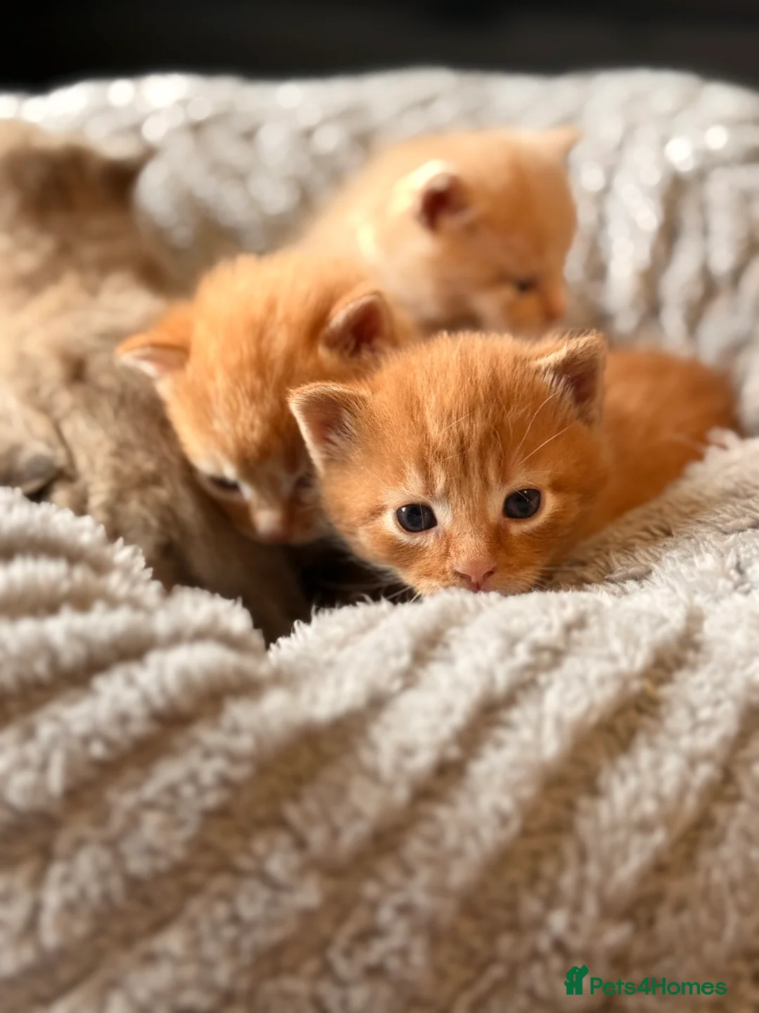 Mixed Breed cats for sale: Beautiful Ginger tabby kittens  - Advert 4