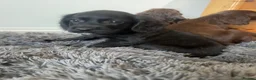 Sprocker dogs for sale: Gorgeous sprocker spaniel puppies  - Advert 12