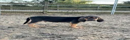 Bloodhound dogs for sale: Bloodhound puppies  in Dereham - Advert 26