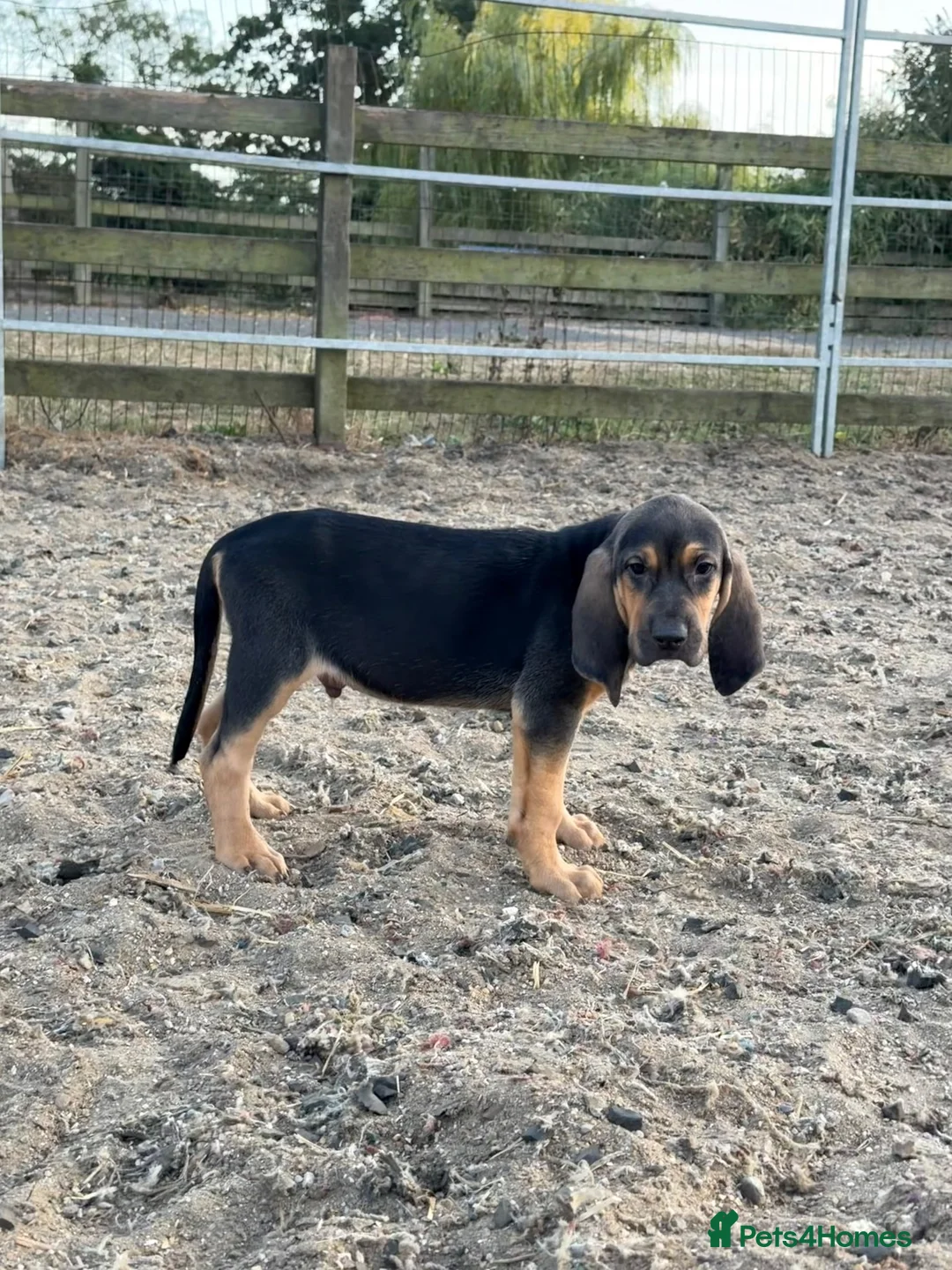 Bloodhound dogs for sale: Bloodhound puppies  in Dereham - Advert 26