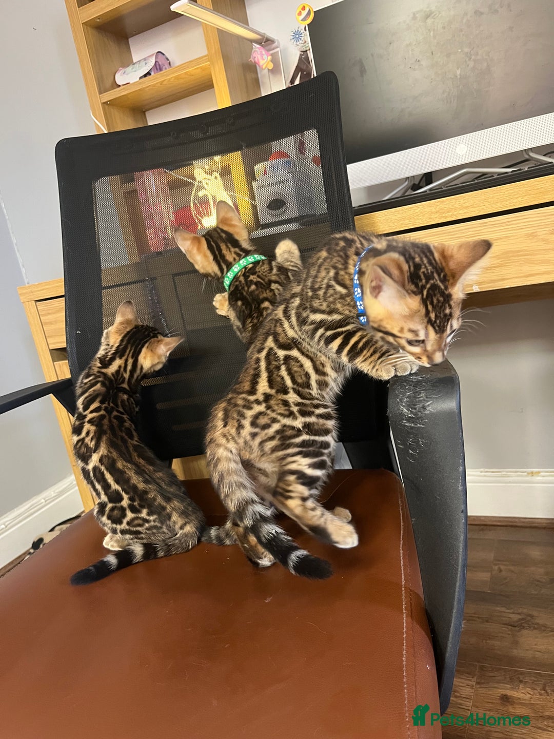 Bengal cats for sale: Available Pure Bengal kittens now! ♥️ - Image 15
