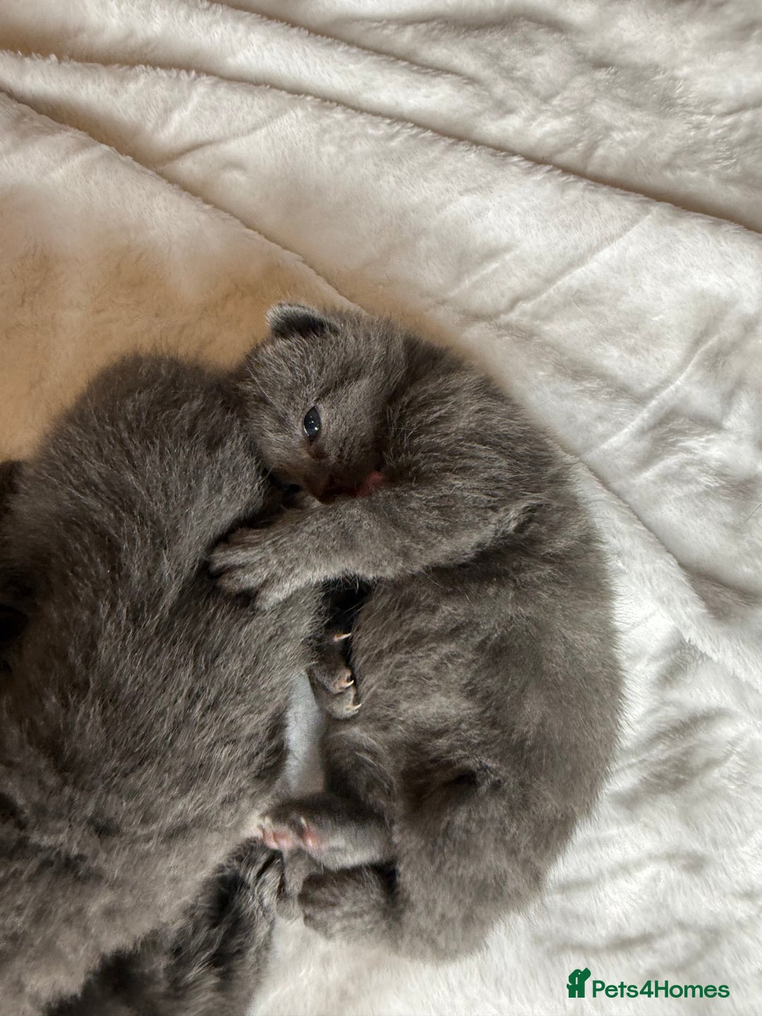 British Shorthair cats for sale: The cutest British Shorthair Grey Kittens  - Advert 26