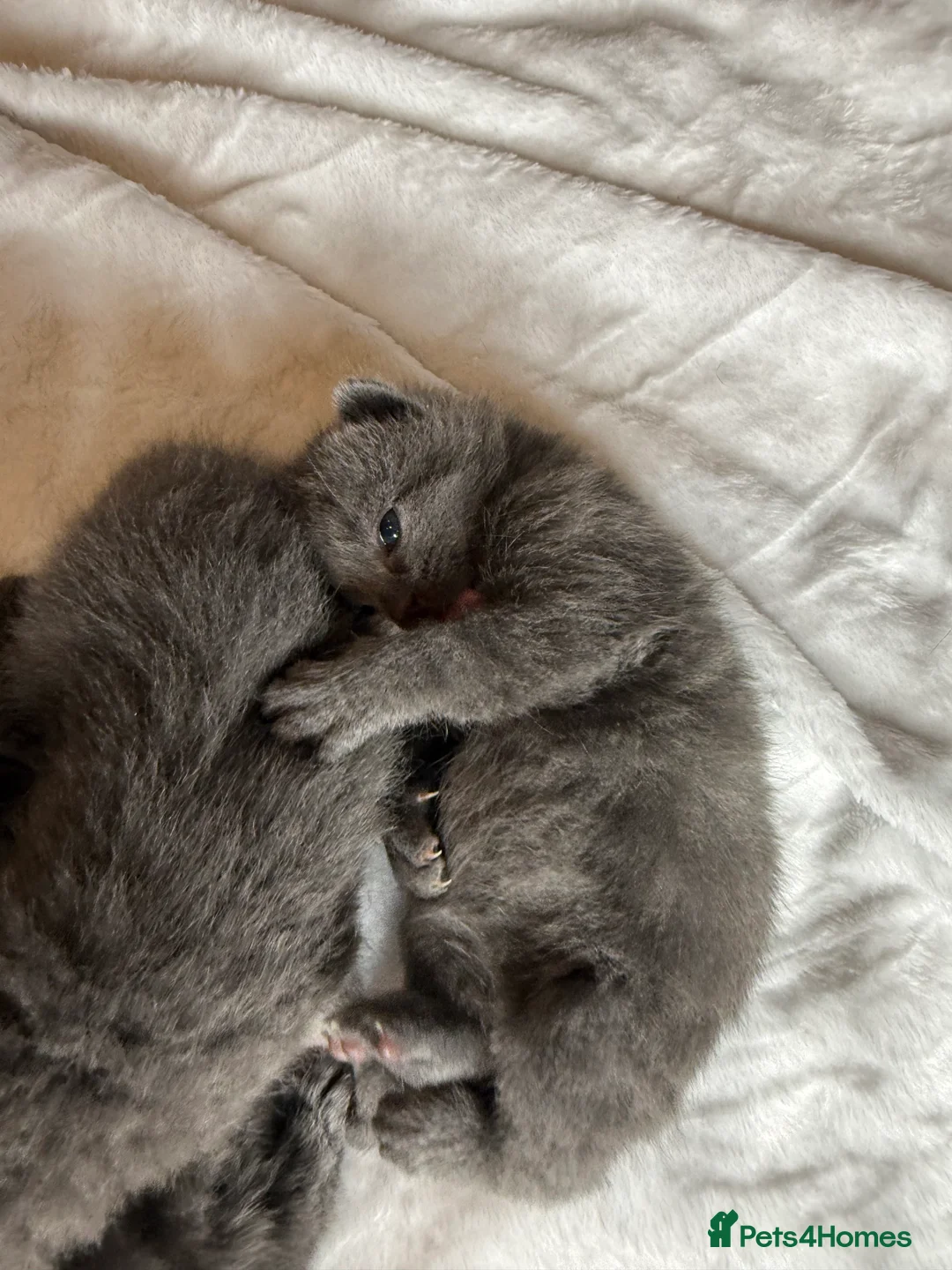 British Shorthair cats for sale: Our British Shorthair Grey Kittens  - Advert 24