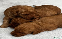Labradoodle dogs for sale: Miniature Fox Red Labradoodles  - Image 15