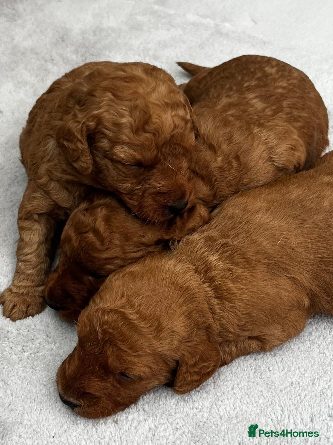 Labradoodle dogs for sale: Miniature Fox Red Labradoodles  - Image 15