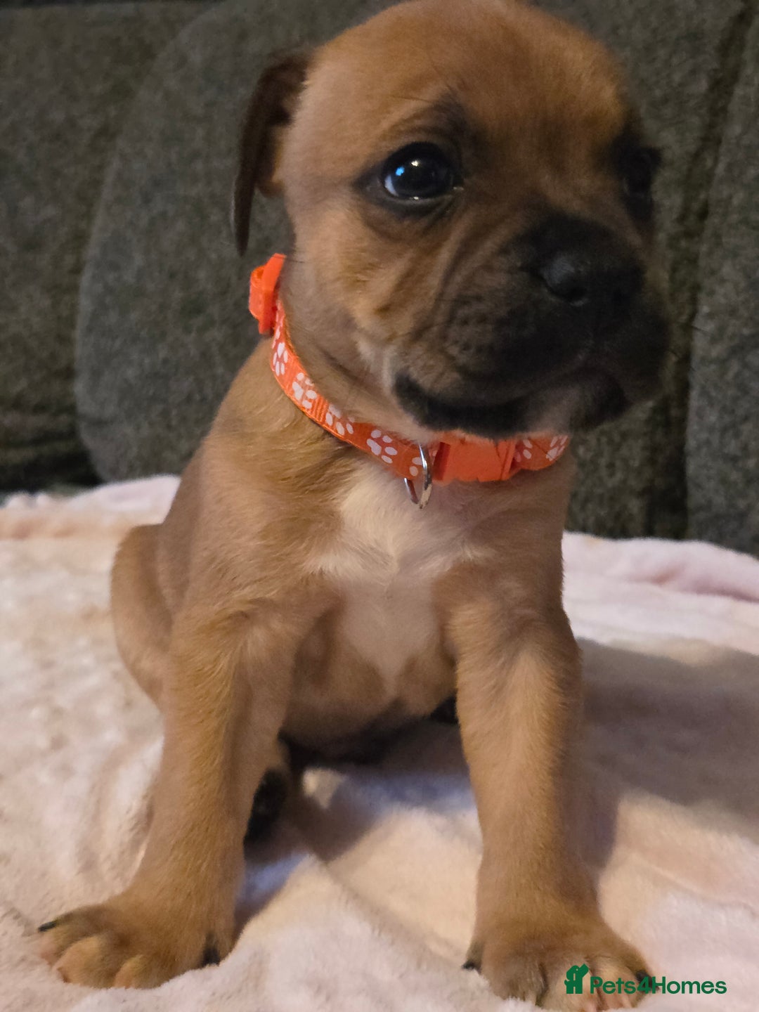 Staffordshire Bull Terrier dogs for sale: Red blue brindle Puppys Staffordshire bull terier  - Advert 17
