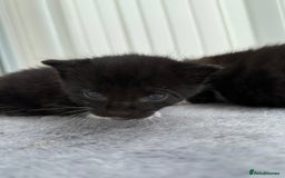 Domestic Shorthair cats for sale: Black and white kittens for sale in Manchester  - Image 3
