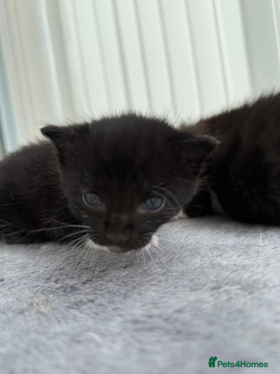 Domestic Shorthair cats for sale: Black and white kittens for sale in Manchester  - Image 3
