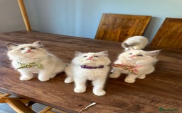 Ragdoll cats for sale: TICA Registered Ragdoll Kittens - Image 36