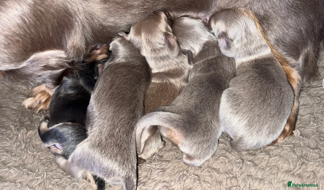 Miniature Dachshund dogs for sale: Stunning kc registered long hair Isabella's & blue in Portsmouth - Advert 2