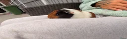 Guinea Pig rodents for sale: Baby guinea pigs ready now - Advert 5