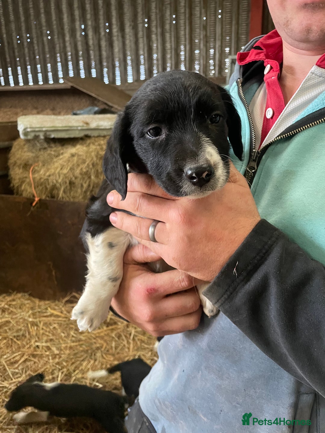 Border Collie dogs for sale: Border collie puppies  - Advert 3