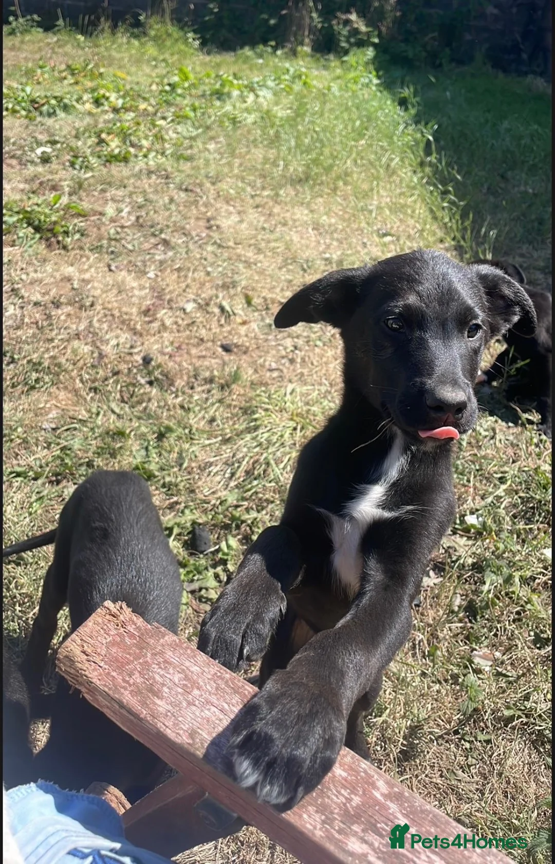 Mixed Breed dogs for sale: 5 males available from a litter of 12 in Haverfordwest - Advert 3
