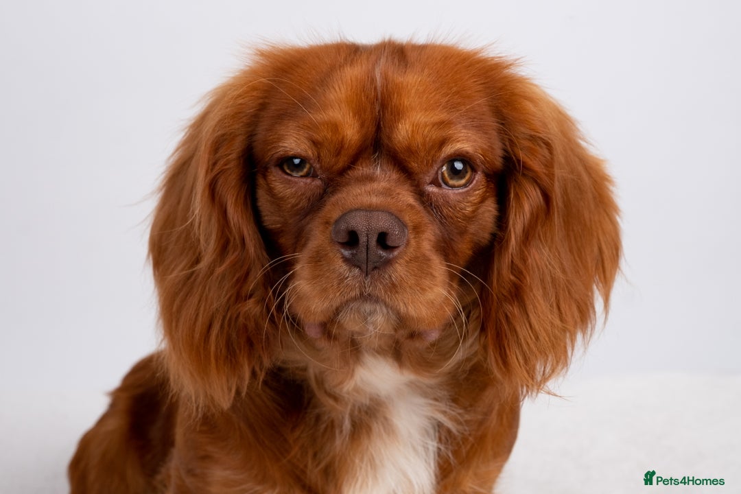 Cavalier King Charles Spaniel dogs for stud: KC REG EXTENSIVELY HEALTH TESTED CHOC RUBY STUD  in Hoddesdon - Image 12