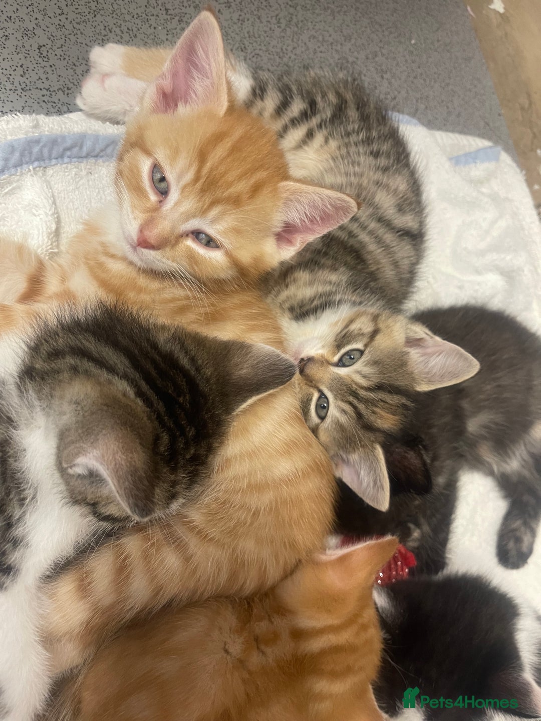Mixed Breed cats for sale: Beautiful letter of kittens - Image 5
