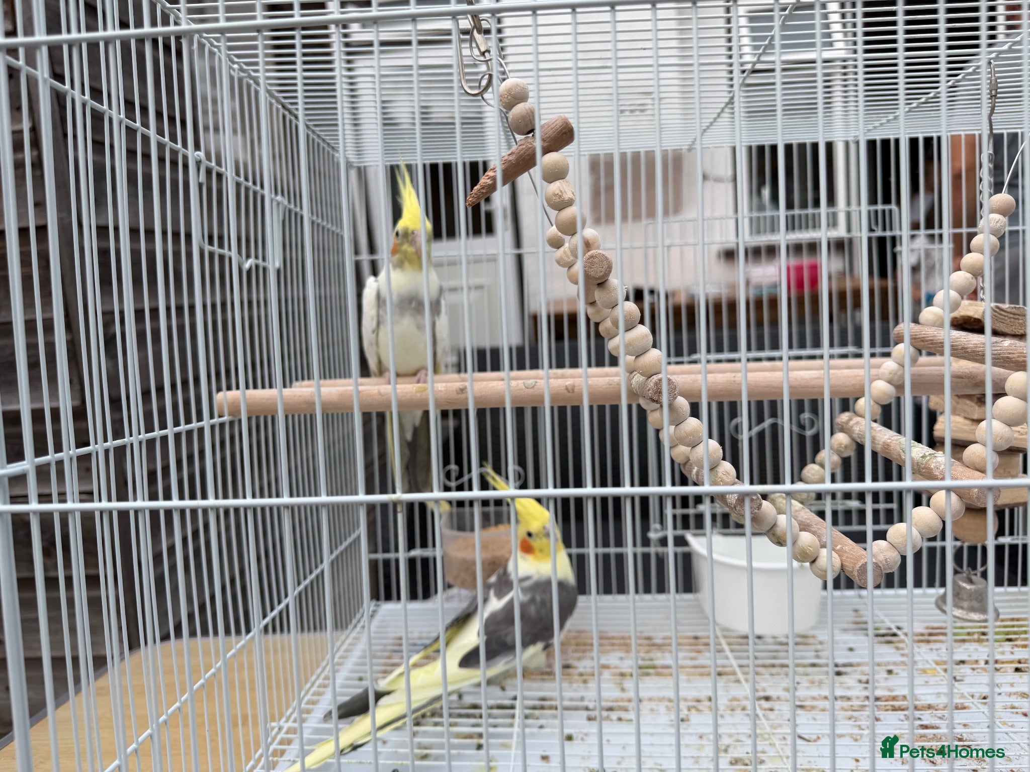 Cockatiels birds Two cocktails  - Advert 1